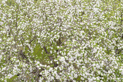 Full frame shot of white flowering plants