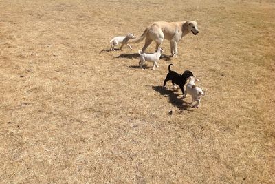 High angle view of dog family playing on field