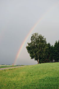 Scenic view of trees on field against rainbow in sky
