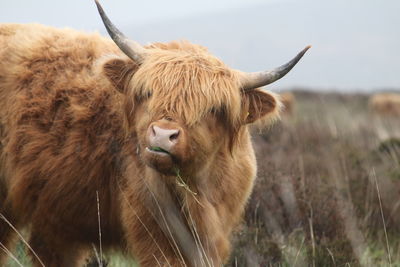 Close-up of cow