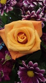 Close-up of pink rose