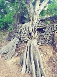 Tree trunk in forest