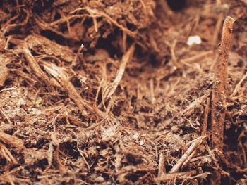 Close-up of dry field