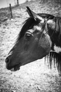 horse