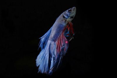 Close-up of fish swimming against black background