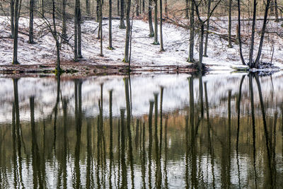 Reflection of trees in lake