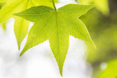 Close-up of green leaves