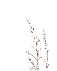 Low angle view of trees against clear sky