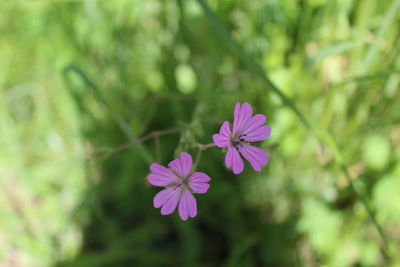 Close-up of pink flowers blooming outdoors