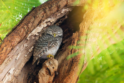 Close-up of owl perching on tree