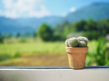 Close-up of potted plant on retaining wall