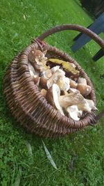 High angle view of mushrooms on grass