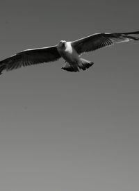 Low angle view of eagle flying against clear sky