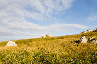 Scenic view of field against sky