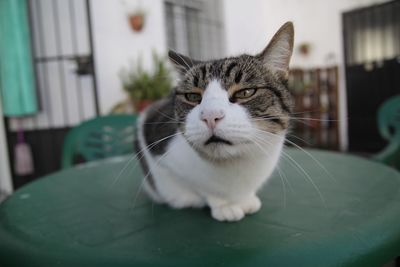 Close-up portrait of cat at home