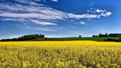 Sunflower field against sky