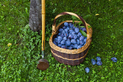 High angle view of fruits in basket