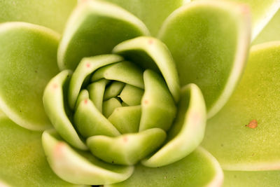 Close-up of a succulent plant in sunlight 