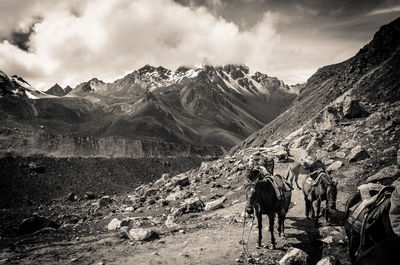 Horses on mountains against sky