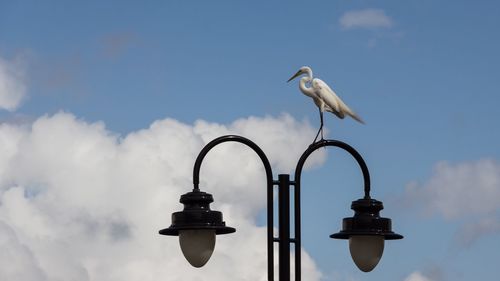 Low angle view of seagull perching on street light against sky
