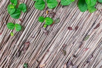 High angle view of bird on footpath