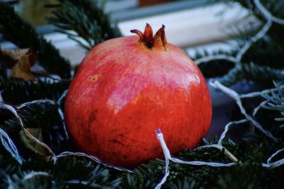 Close-up of apple on plant