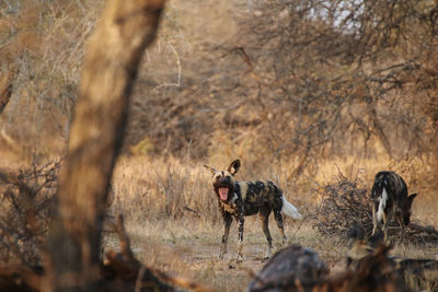 Lazy wild dog 