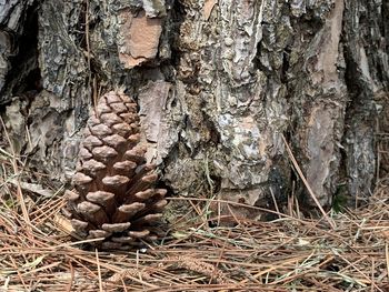 Close-up of pine cone on tree trunk