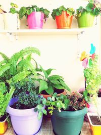 Close-up of potted plant