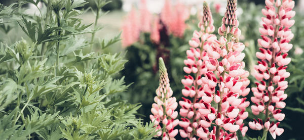 Summer background with blooming bright pink lupine flowers. beautiful nature scene. moody bold color