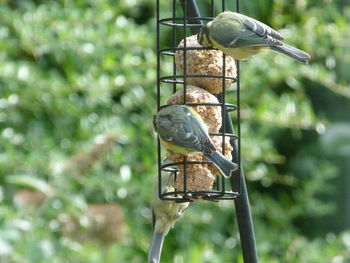 Bird perching on a feeder