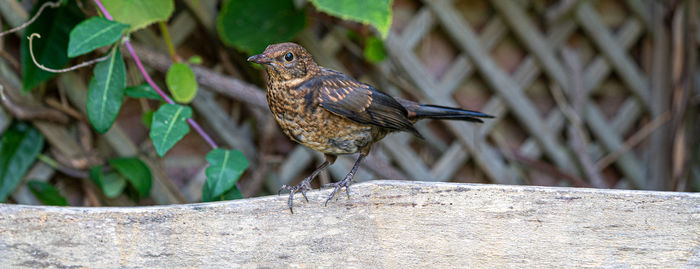 Close up of juvenile young blackbird brown feathers perched  facebook header 