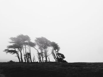 Trees on field against clear sky