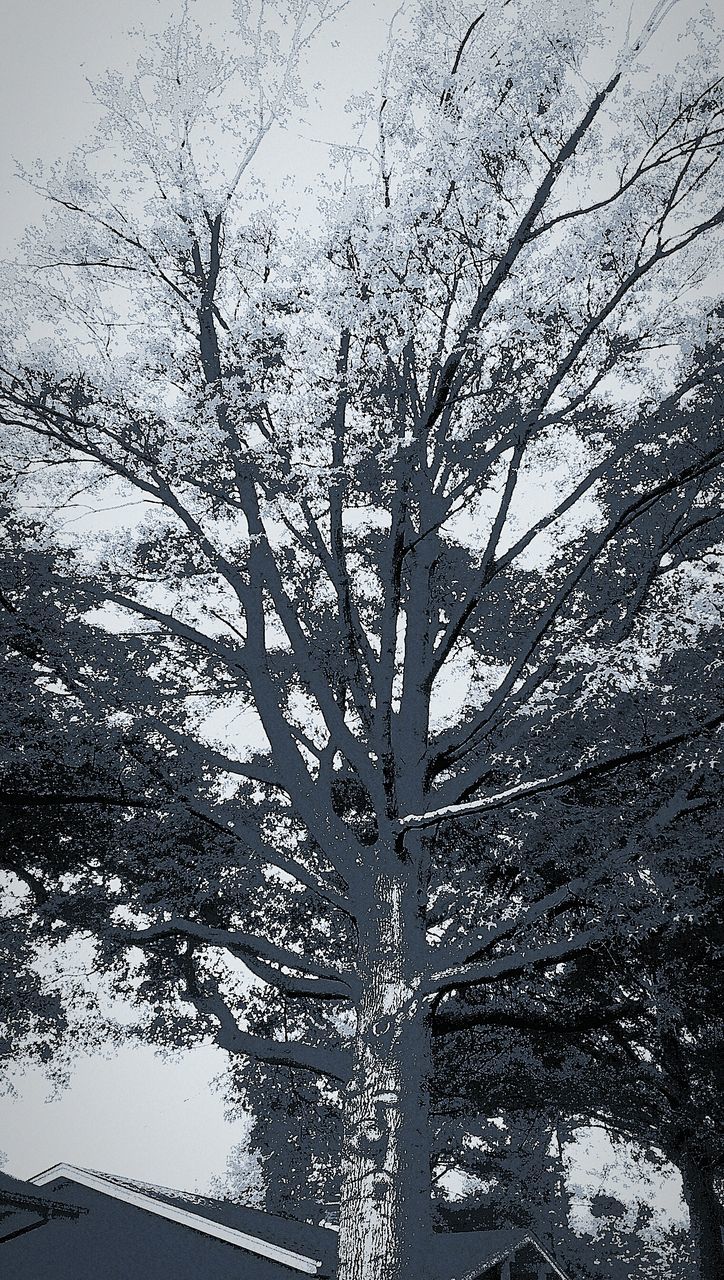 branch, tree, bare tree, nature, growth, low angle view, sky, beauty in nature, tranquility, day, outdoors, no people, season, silhouette, flower, twig, sunlight, scenics, plant, built structure