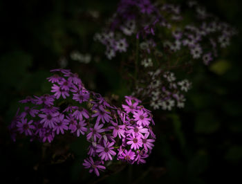 Close-up of purple flowering plant