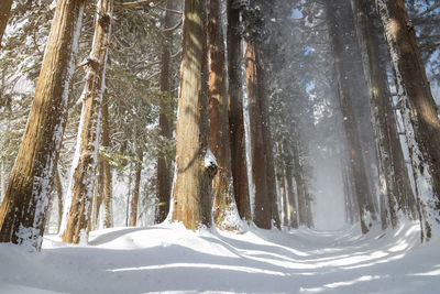 Snow covered trees in forest