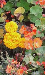 Close-up of yellow flower