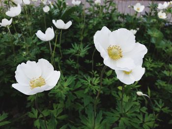 Close-up of white flowers blooming outdoors