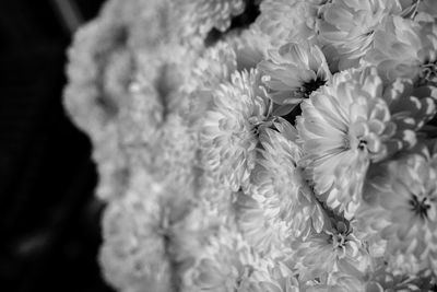 Close-up of flowers