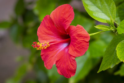 Close-up of red flower