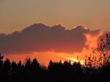 Low angle view of silhouette trees against sky during sunset