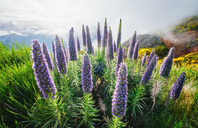 Close-up of purple flowering plants on field