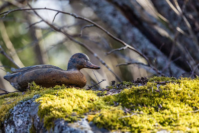 Wooden duck on mossy rock