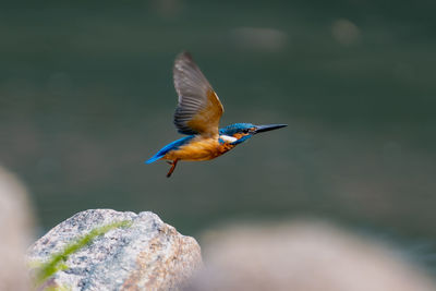 Close-up of bird flying against blurred background