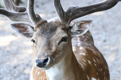 Close-up portrait of deer