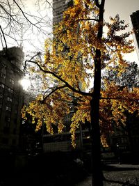 Low angle view of autumn trees