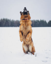 Dog on snow covered land