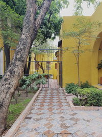 Footpath amidst trees in park