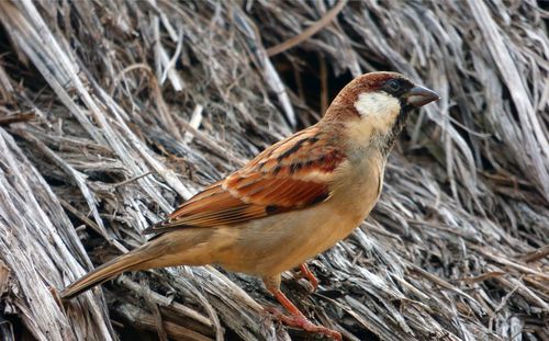 An indian sparrow