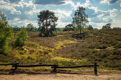 Trees on field against sky